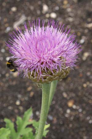 Leuzea rhapontica bicknellii