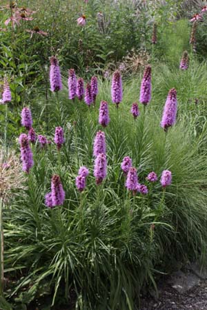 Liatris