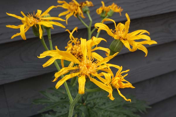 Ligularia japonica 'Chinese Dragon'