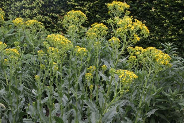 Ligularia macrophylla