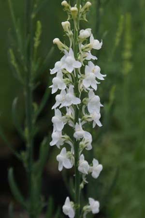 Linaria purpurea 'Springside White'