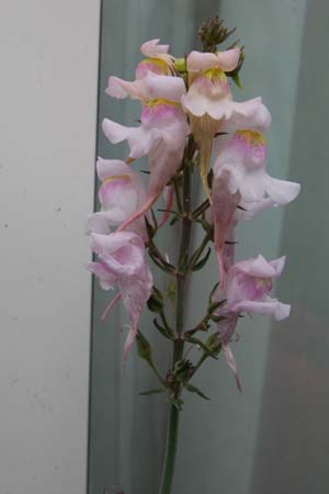 Linaria triornitidophora 'Pink Budgies'
