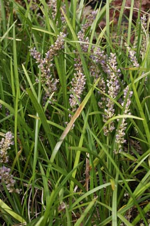 Liriope graminifolia