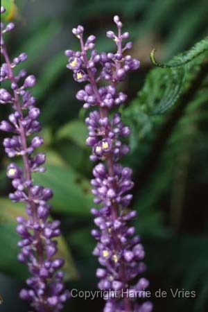 Liriope muscari