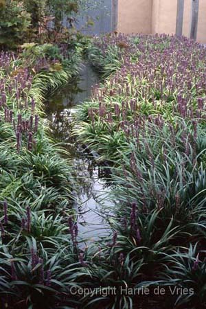 Liriope muscari