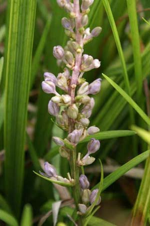 Liriope spicata