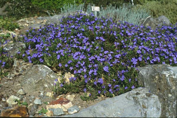 Lithodora diffusa 'Heavenly Blue'