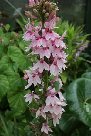 Lobelia 'Compton Pink'