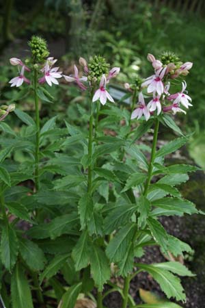 Lobelia 'Compton Pink'