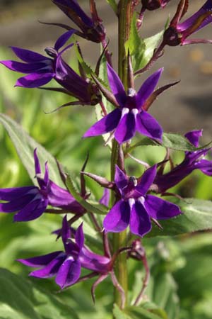 Lobelia gerardii 'Vedrariensis'