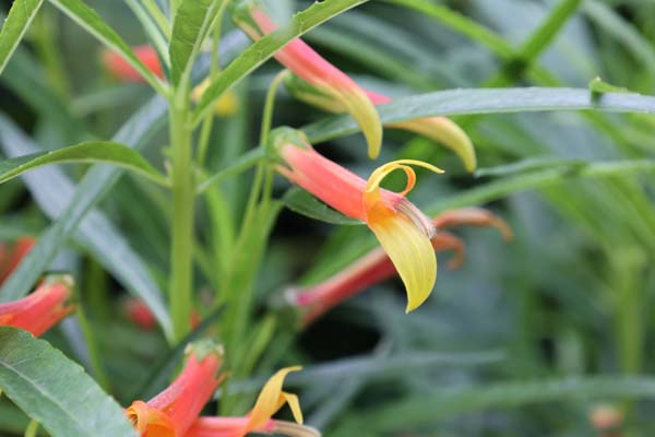 Lobelia laxiflora angustifolia