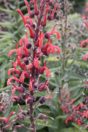 Lobelia tupa