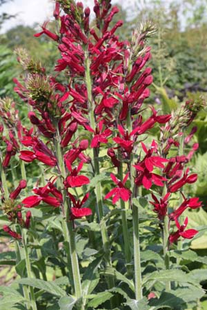 Lobelia 'Washfield'