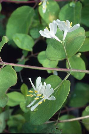 LONICERA americana arnoldiana