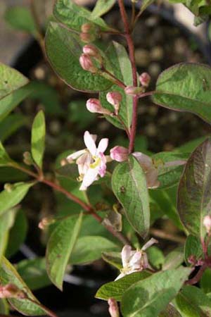 LONICERA x amoena 'Rosea'