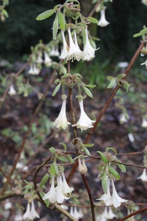 LONICERA elisae