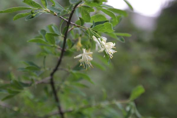 LONICERA microphylla