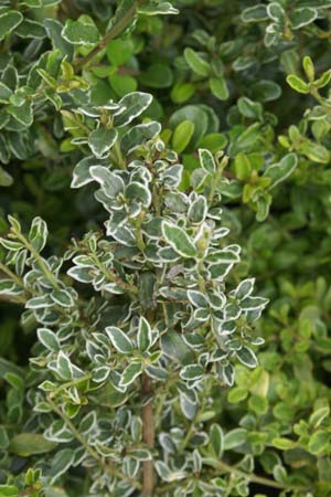 Lonicera nitida 'Silver Beauty'