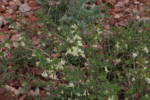 LONICERA olgae