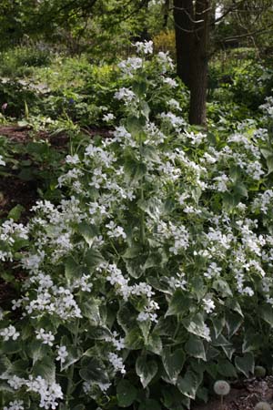 Lunaria annua 'Albiflora Albovariegata'