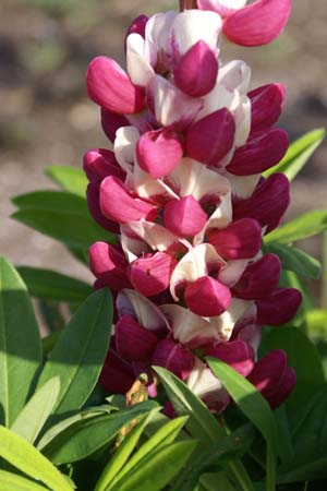 Lupinus 'Inspiration' (Westcountry)