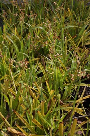 Luzula sylvatica 'Wintergold'