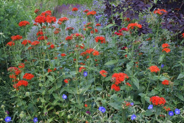 Lychnis chalcedonica