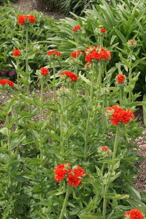 Lychnis chalcedonica 'Plena'