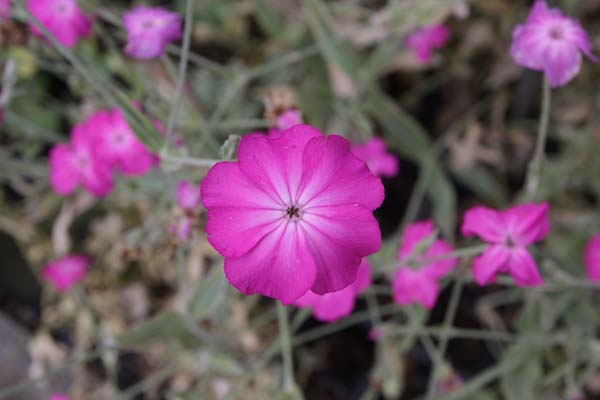 Lychnis coronaria ex MESE356