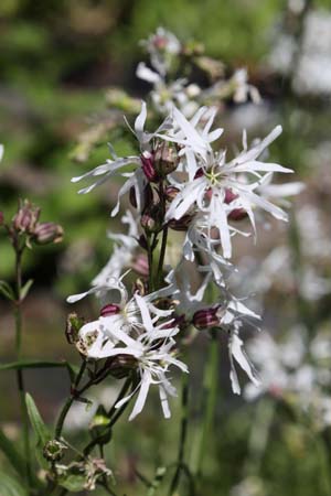 Lychnis flos cuculi 'White Robin'