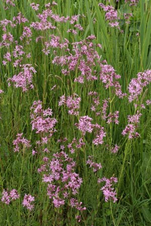 Lychnis flos cuculi