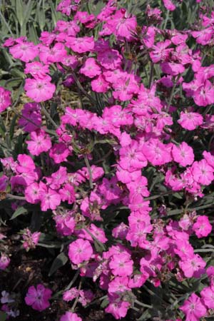 Lychnis 'Hill Grounds'