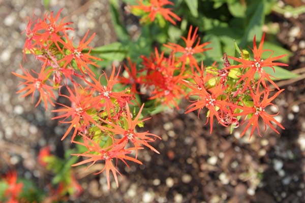 Lychnis wilfordii (coll. Japan)