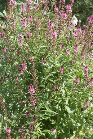 Lysimachia dubia