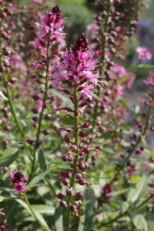 Lysimachia dubia