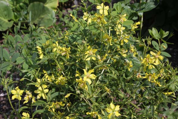 Lysimachia quadrifolia