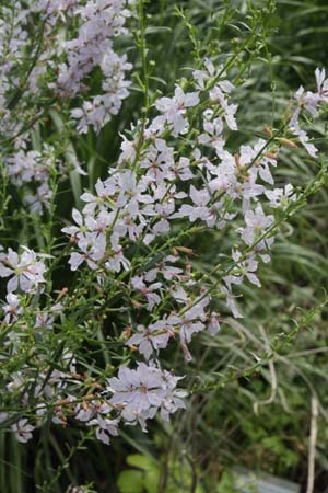 Lythrum virgatum 'White Swirl'