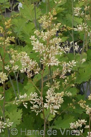 Macleaya cordata 'Celadon Ruffles'