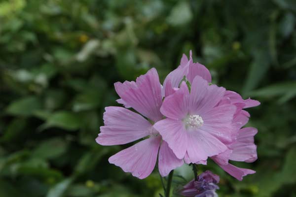 Malva alcea fastigiata