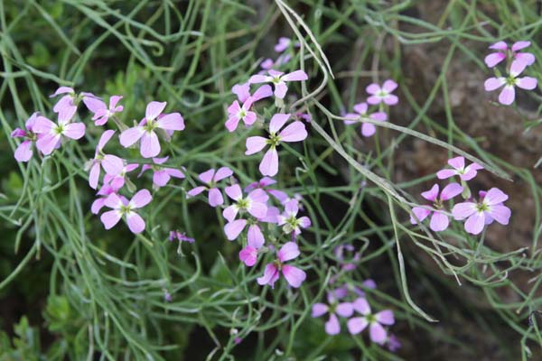 Malcolmia orsiniana subsp. angulifolia