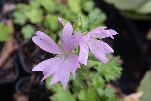 Malva tournefortiana