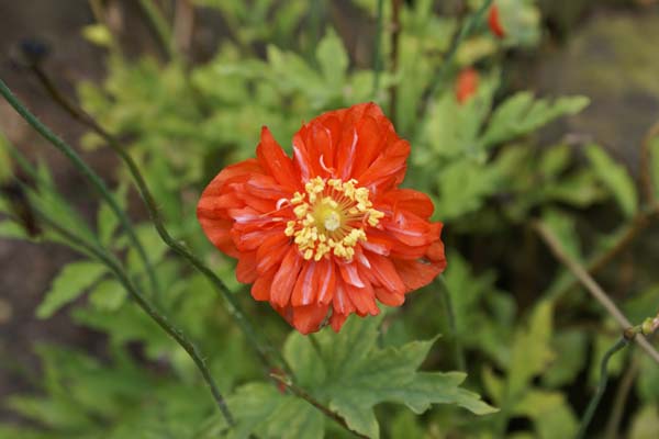 Meconopsis cambrica 'Aurantiaca Flore Plena'