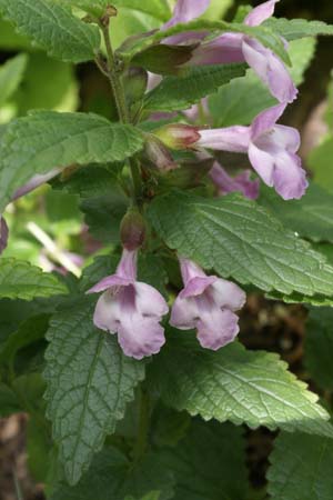 MELITTIS melissophyllum (1) 'Effen Roze'