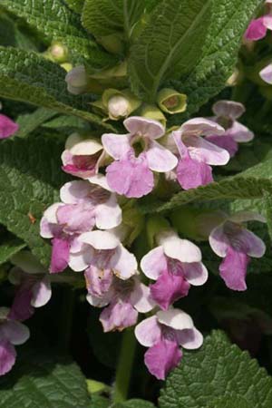 MELITTIS melissophyllum (4) 'Cyclamenroze'