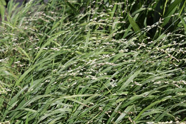 Melica uniflora albiflora