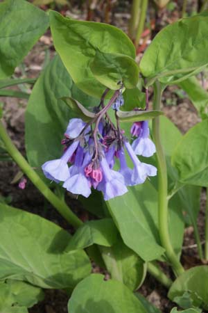 Mertensia virginica