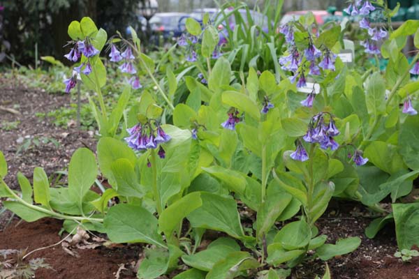 Mertensia virginica