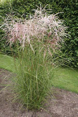 Miscanthus sinensis 'Werner Neufliess'