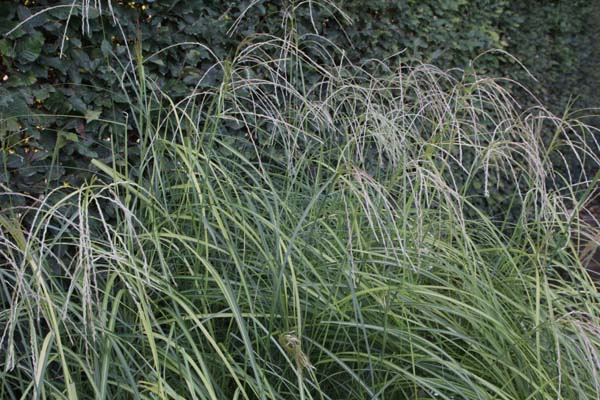 Miscanthus sinensis 'Federweisser'