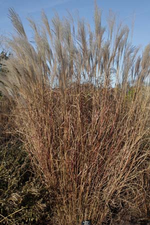 Miscanthus sinensis 'Beth Chatto'